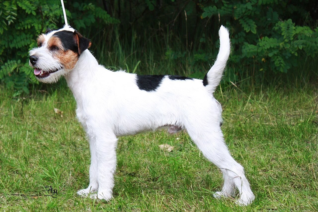 Parson Russell Terrier mâle debout de profil, en position d'exposition