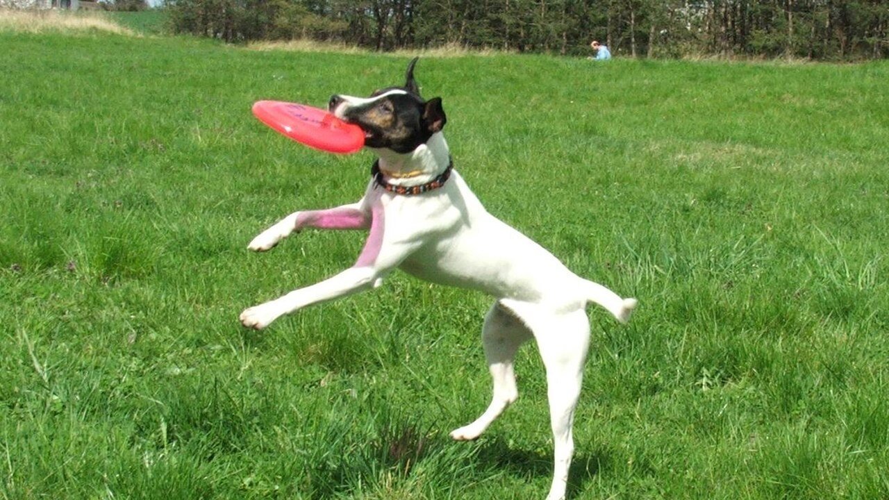 Parson Russell Terrier bondissant dans l'herbe pour attraper un frisbee