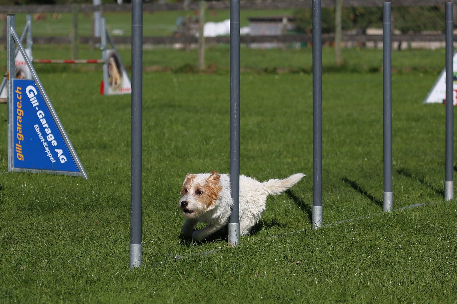 Parson Russell Terrier passant entre les piquets du slalom en concours d'agility