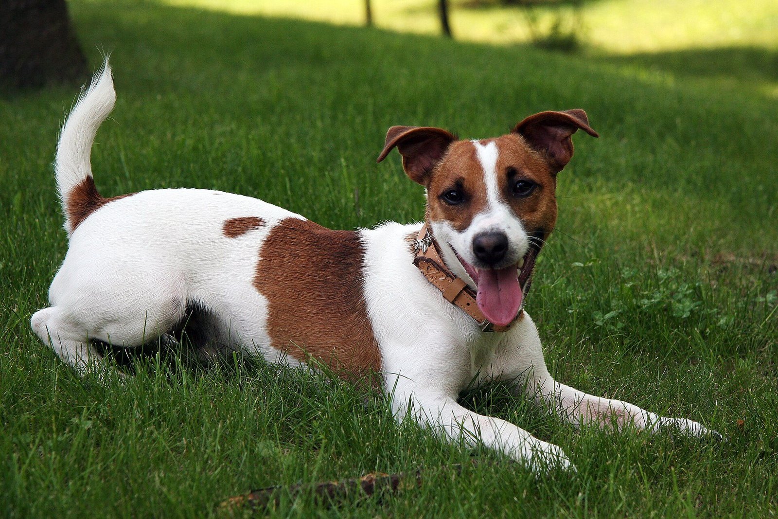 Jack Russell Terrier blanc et feu allongé dans l'herbe d'un jardin