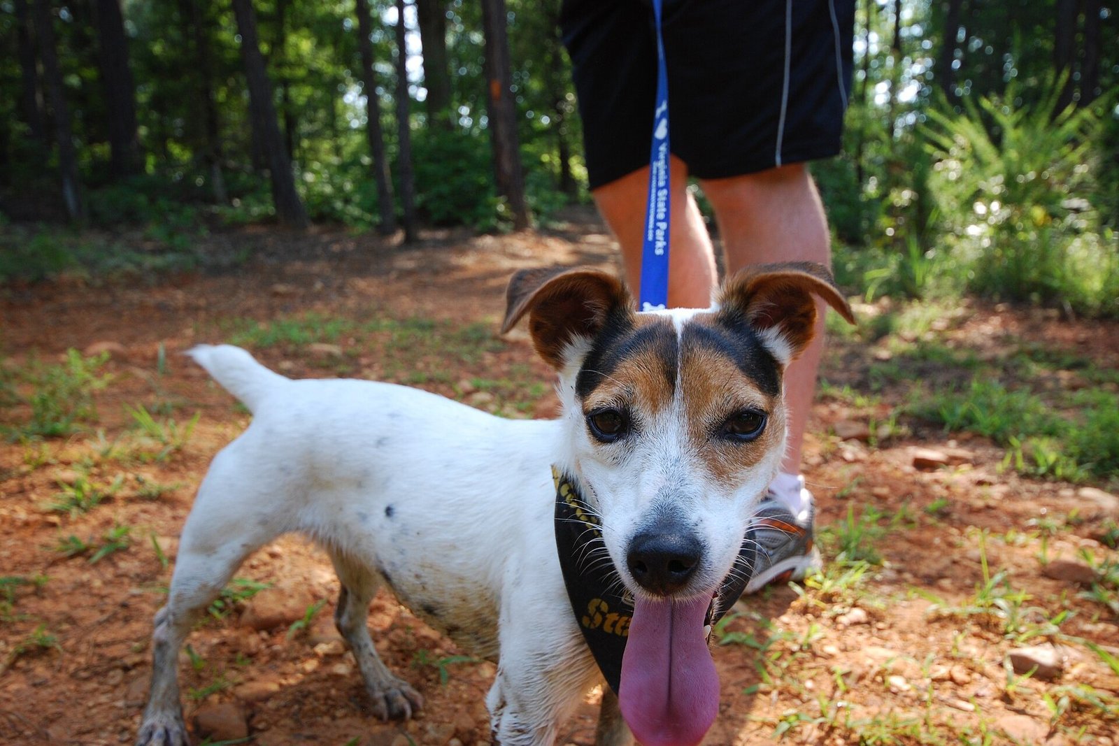 Jack Russell tenu en laisse sur un sentier forestier, aux pieds de son maître