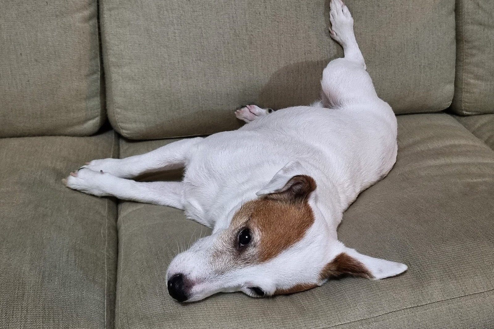 Parson Russell Terrier endormi, allongé sur un canapé
