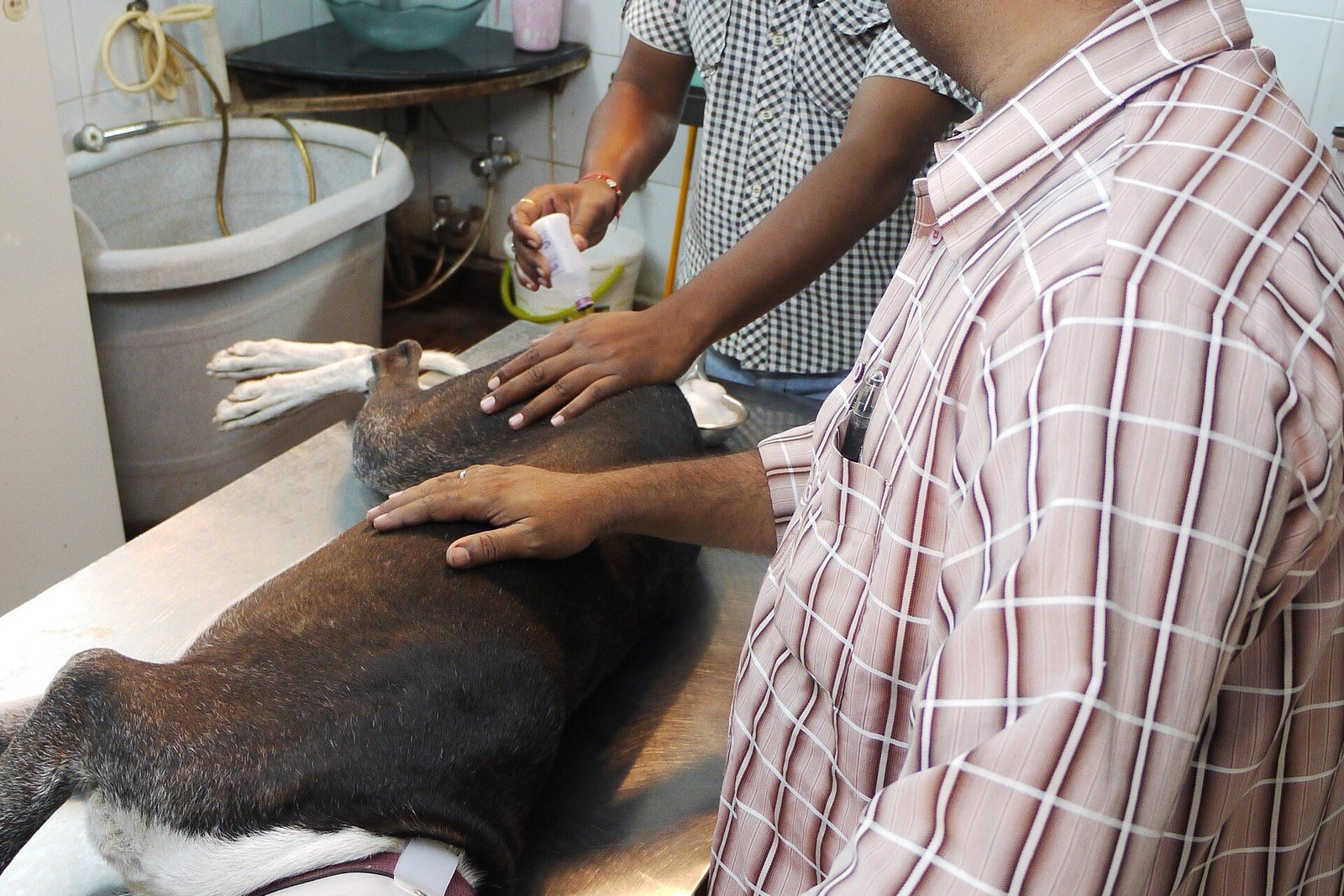 Chien examiné sur la table d'une clinique vétérinaire