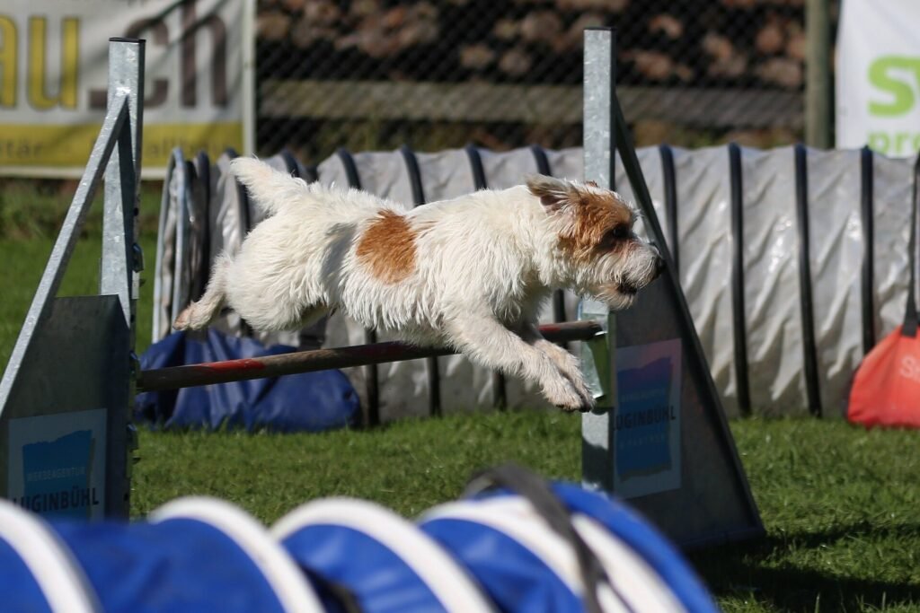 Parson Russell Terrier à poil dur sautant une haie d'agility