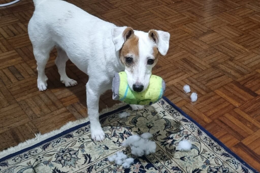 Parson Russell Terrier tenant une balle de tennis dans la gueule sur un tapis