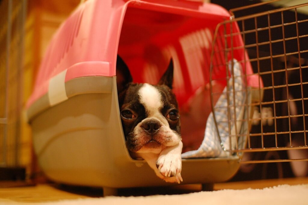 Petit chien noir et blanc couché à l'entrée d'une caisse de transport en plastique