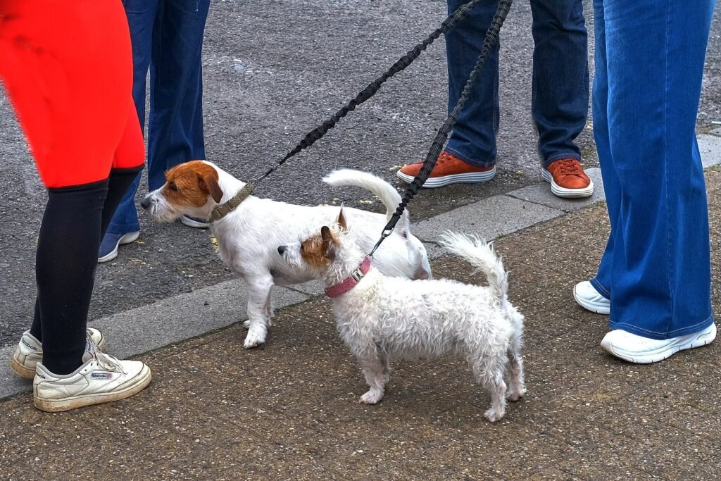Deux Jack Russell en laisse sur un trottoir, entourés des jambes de leurs maîtres