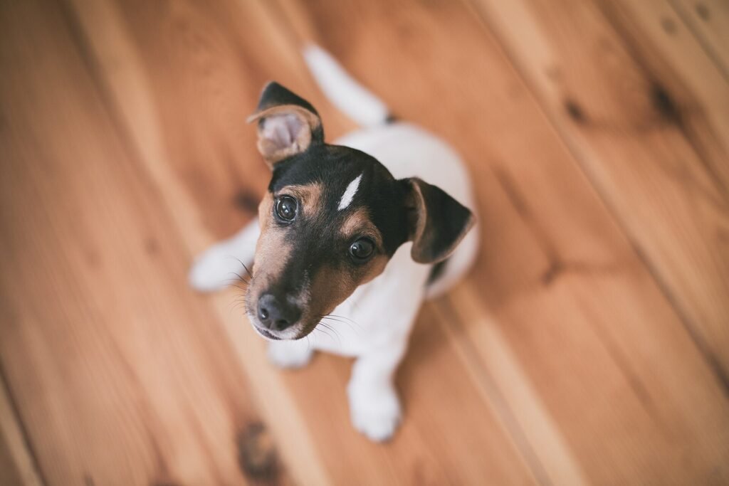 Driekleurige Jack Russell-pup zit op een houten vloer en kijkt omhoog