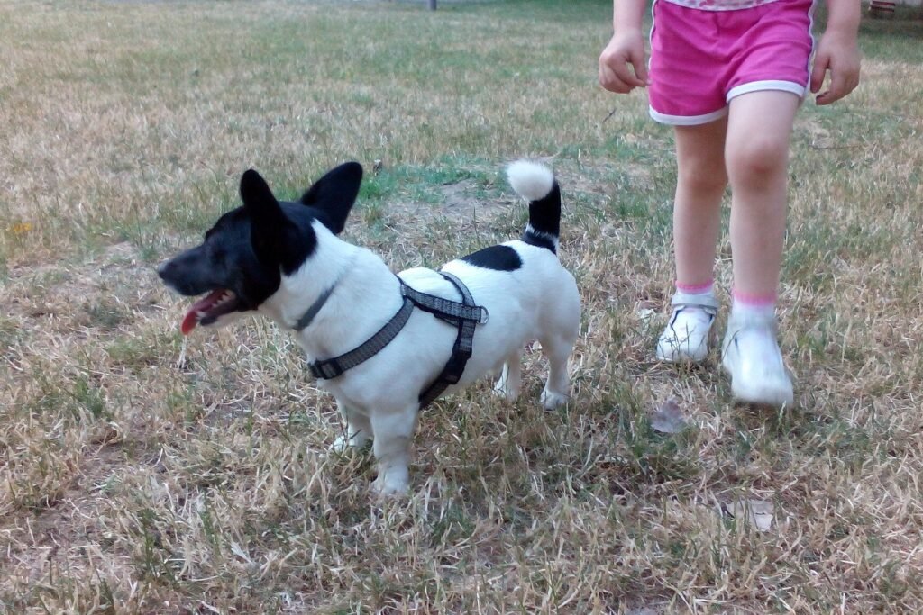Kind in roze short loopt naast een zwart-witte Jack Russell met tuig in het gras
