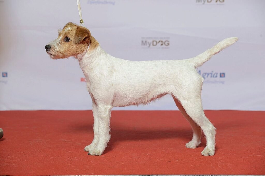 Parson Russell Terrier présenté en position d'exposition sur un tapis rouge