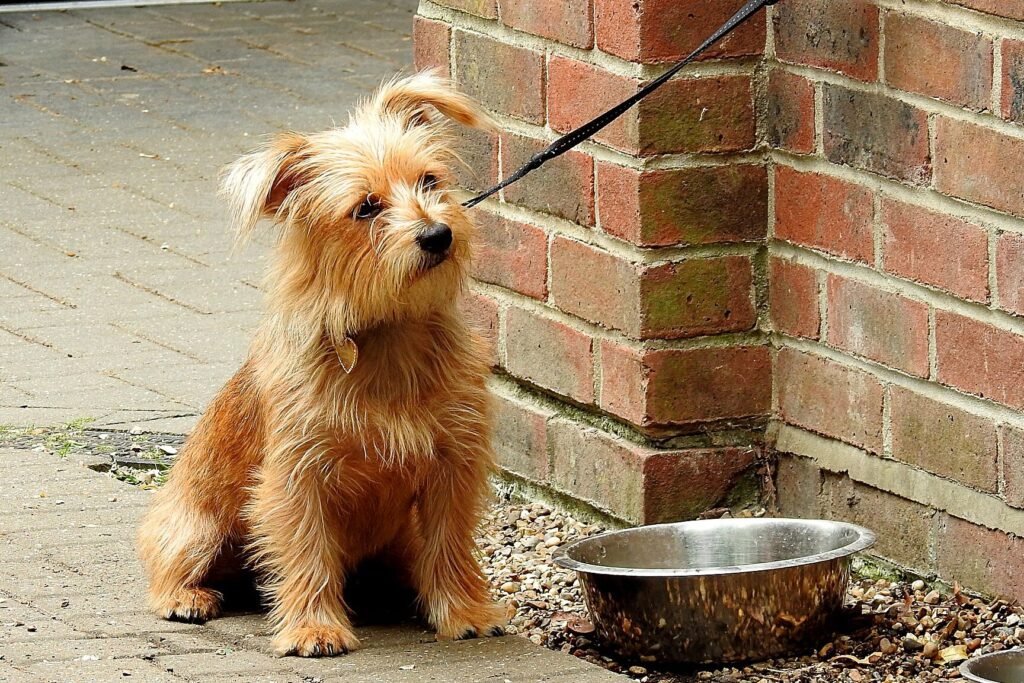 Petit terrier au poil fauve assis près de sa gamelle en inox, devant un mur de briques