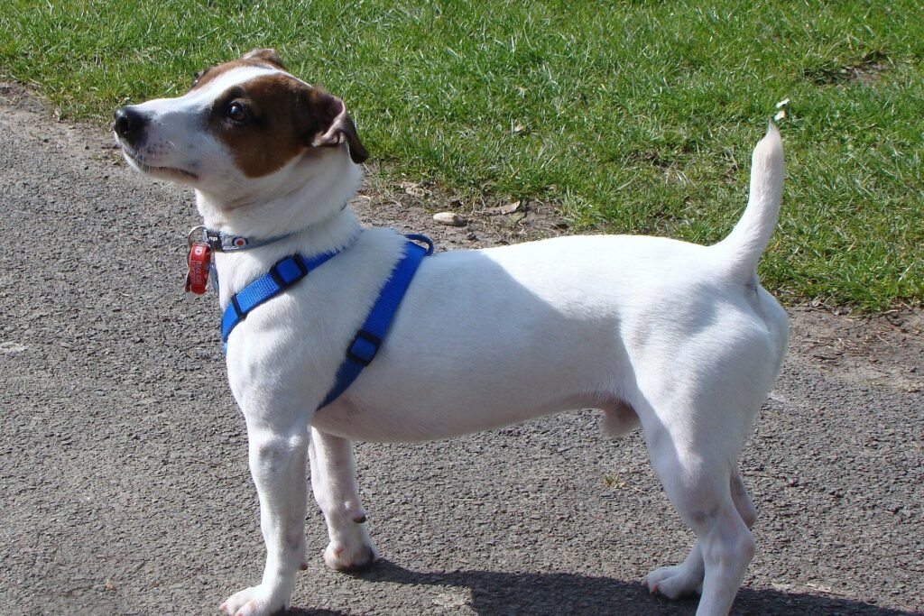 Wit-bruine Jack Russell Terriër met een blauw tuig, staand op een parkpad