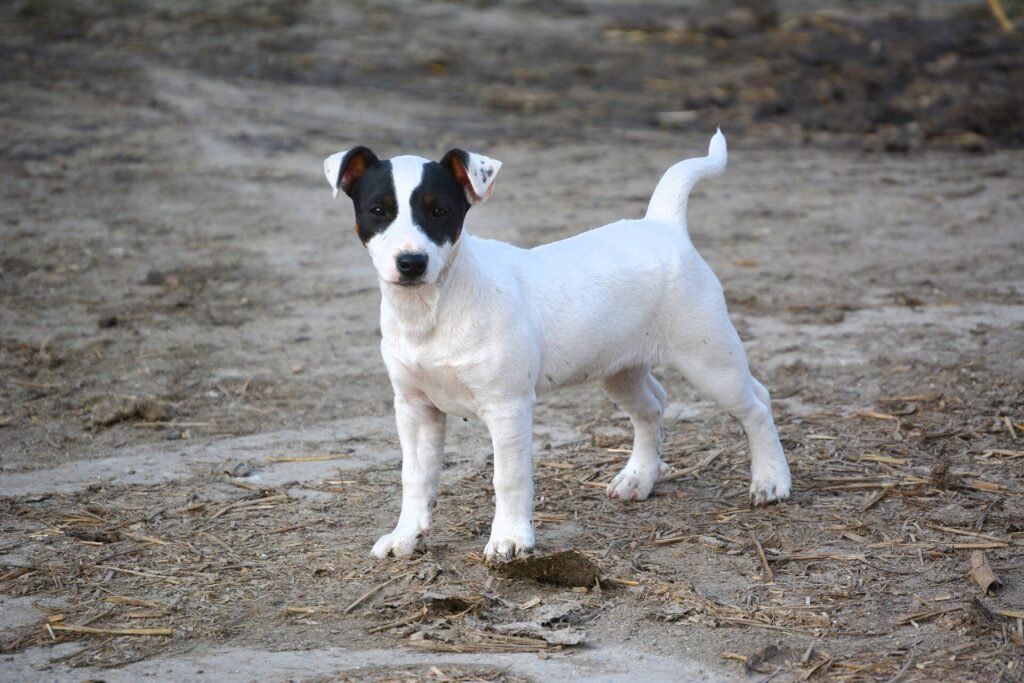 Jack Russell Terrier court sur pattes, blanc et noir, debout sur un sol sablonneux