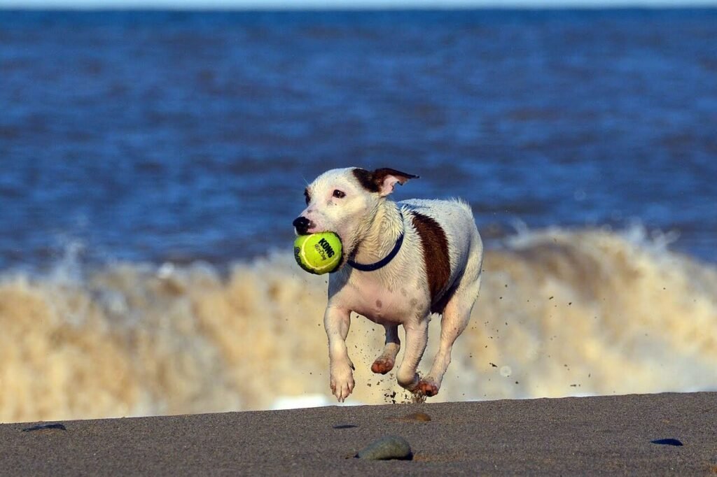 Jack Russell Terrier courant sur le sable avec une balle dans la gueule, vagues en arrière-plan