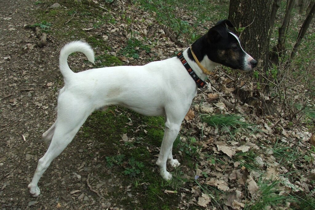 Parson Russell Terrier tricolore à poil lisse debout sous un arbre