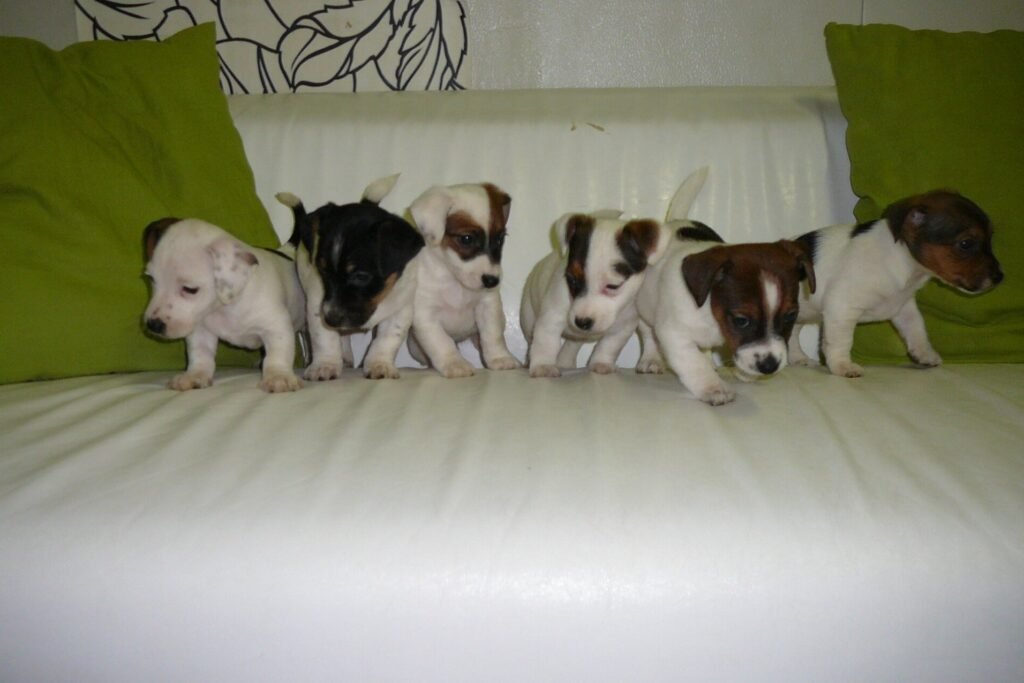 Portée de cinq chiots Jack Russell alignés sur un canapé blanc