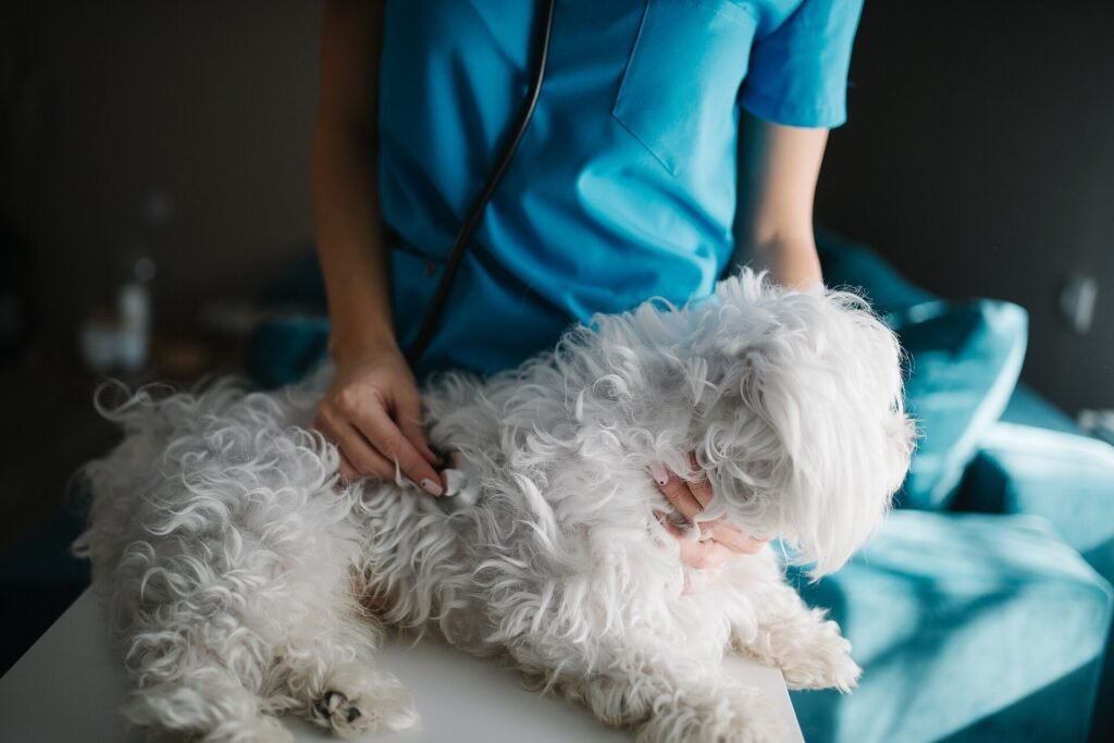 Dierenarts beluistert een klein wit hondje met een stethoscoop