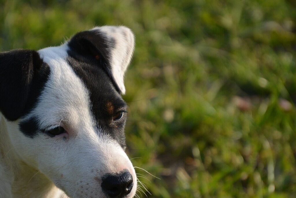 Gros plan sur la tête et les yeux sombres d'un Jack Russell Terrier